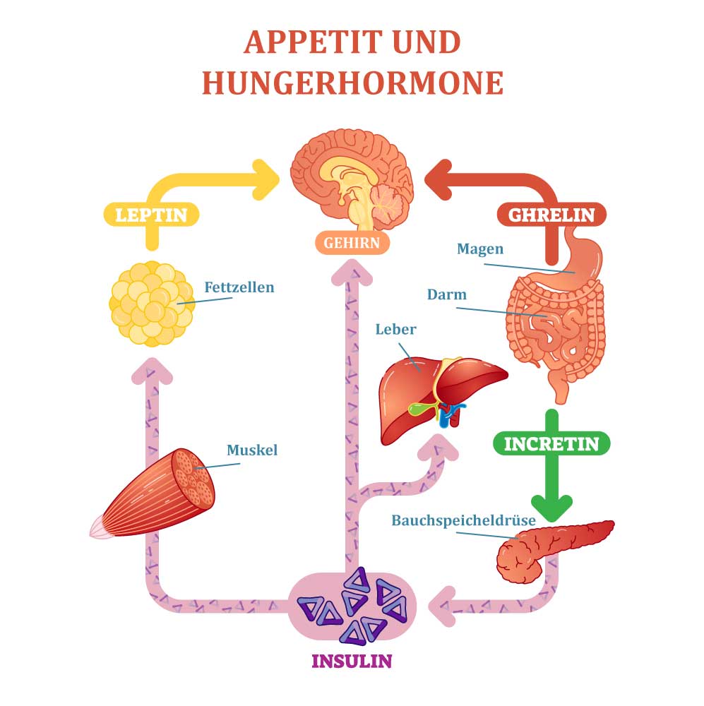 Appetit und Hunger Hormone Vektor-Diagramm Illustration, grafische pädagogische Schema. Pädagogische medizinische Informationen
