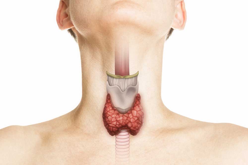 Menschliche Anatomie. Schilddrüse im menschlichen Körper auf weiß. Kontrolle der Schilddrüse.