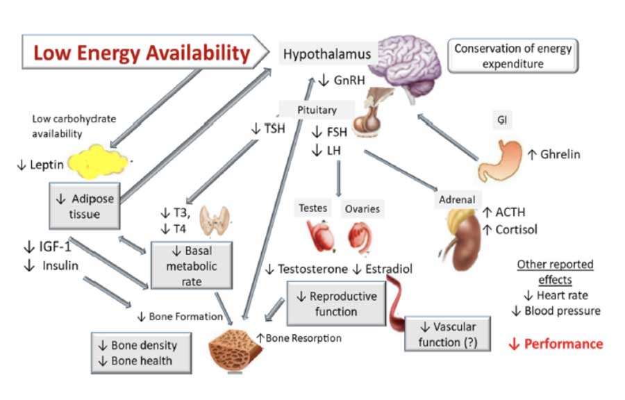 Hormonregelmechanismus in Abhängigkeit der verfügbaren Energie