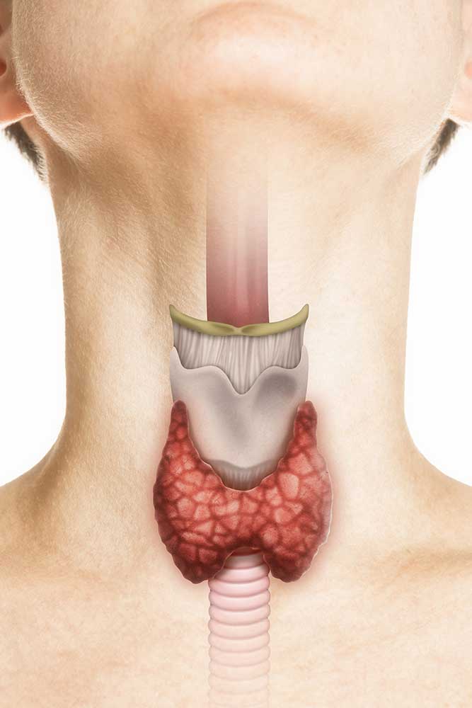 Menschliche Anatomie. Schilddrüse im menschlichen Körper auf weiß. Kontrolle der Schilddrüse.